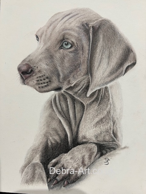 Weimaraner Puppy