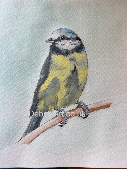 Blue Tit